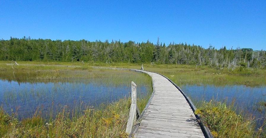 Oliphant Fen Boardwalk
